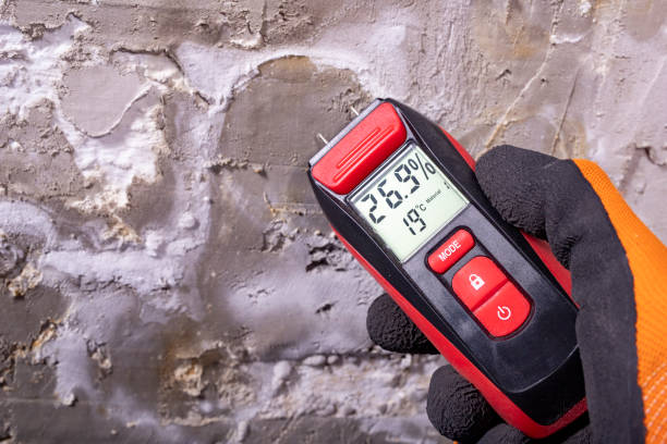 Best Local Mold Removal Service  in Edgewater, MD