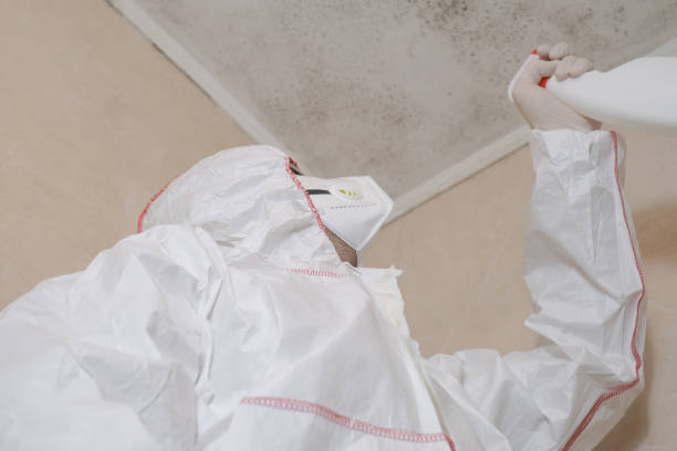 Best Home Mold Removal  in Edgewater, MD