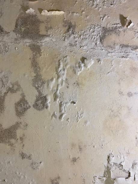Best Mold Removal Process  in Edgewater, MD