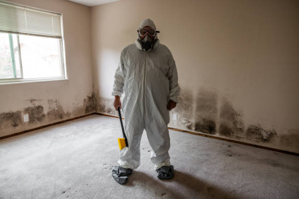 Best Certified Mold Removal  in Edgewater, MD