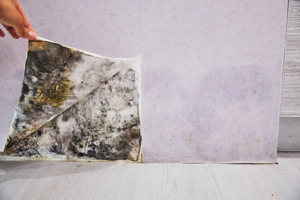 Best Fast Mold Removal  in Edgewater, MD